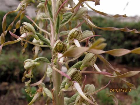 Imagen de Himantoglossum hircinium (L.) Spreng.
