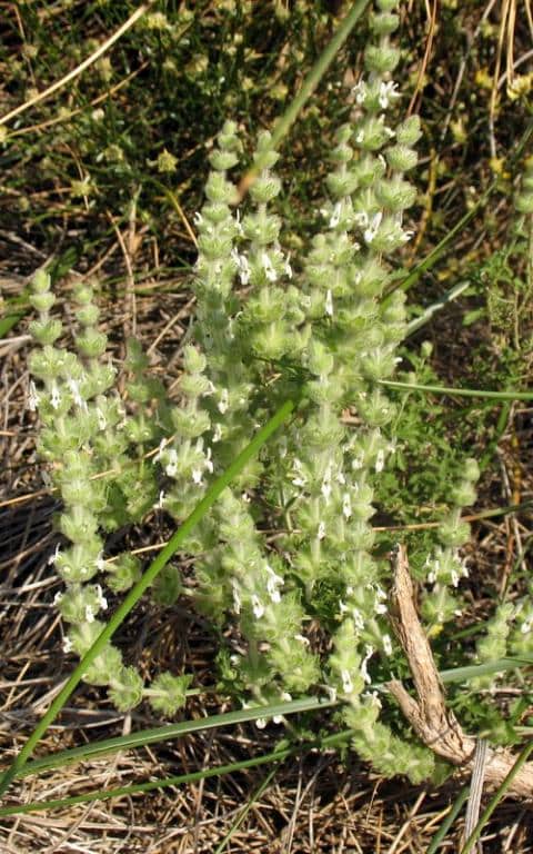 Imagen de Sideritis pusilla (Lange) Pau