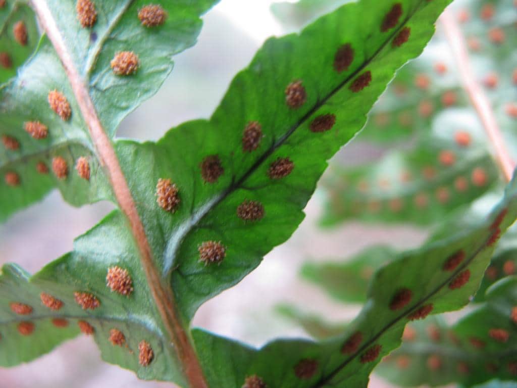 Imagen de Polypodium