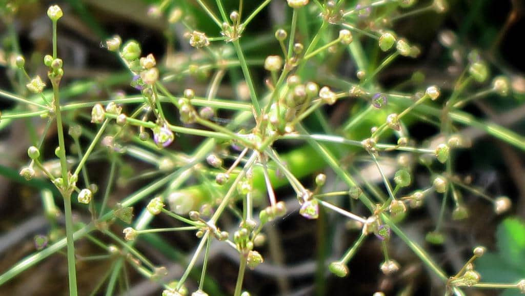 Imagen de Alisma lanceolatum With.