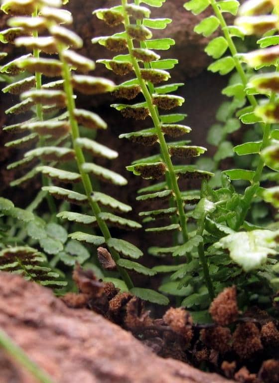 Imagen de Asplenium viride William Hudson