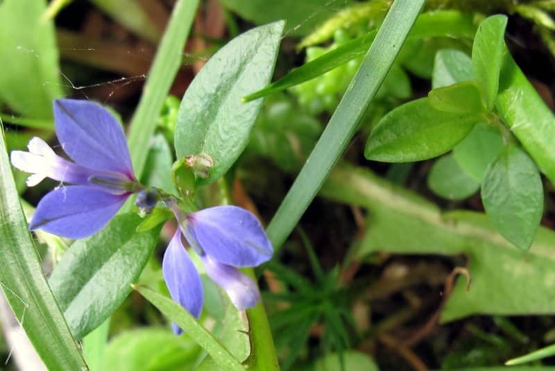 Imagen de Polygala serpyllifolia ?