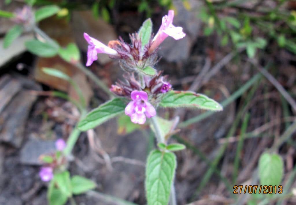 Imagen de Stachys (sylvatica L. )