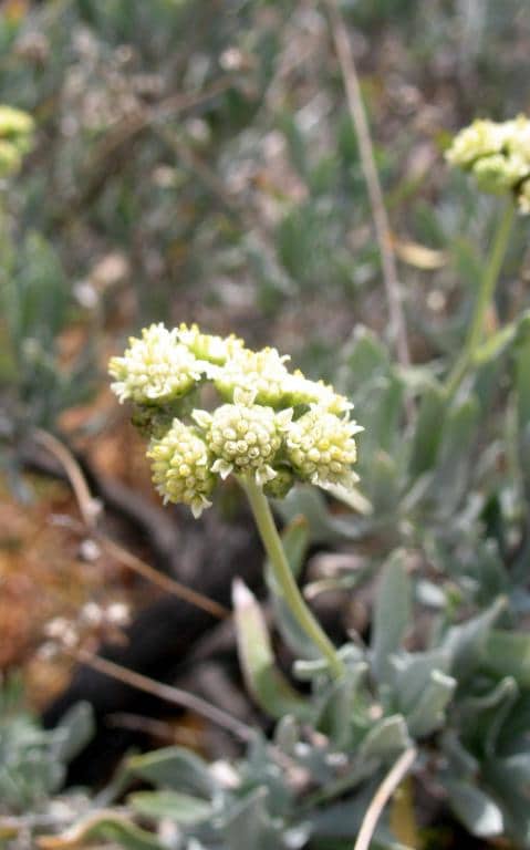 Imagen de Parthenium argentatum A. Gray