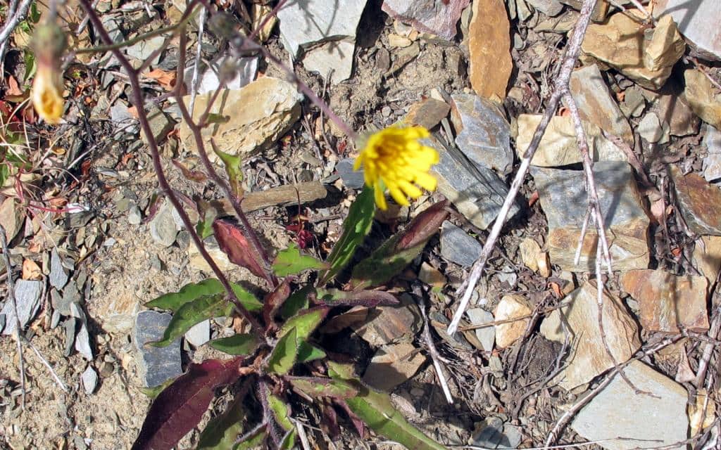 Imagen de Hieracium atrovirens Froel in DC