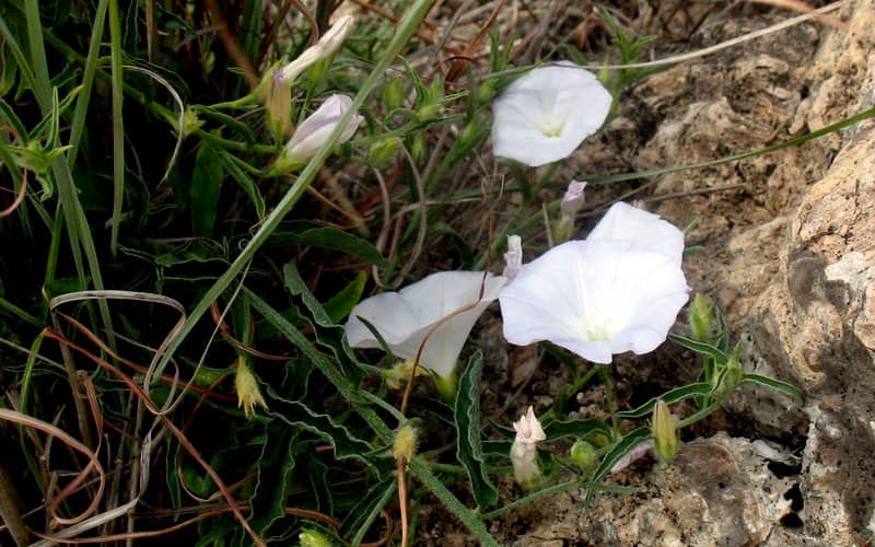 Imagen de Convolvulus valentinum Cav.