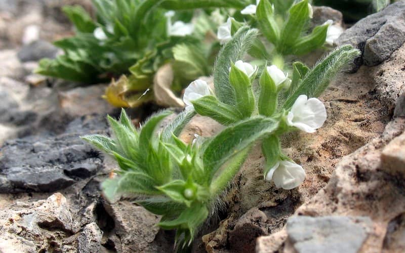 Imagen de Sideritis romana L.