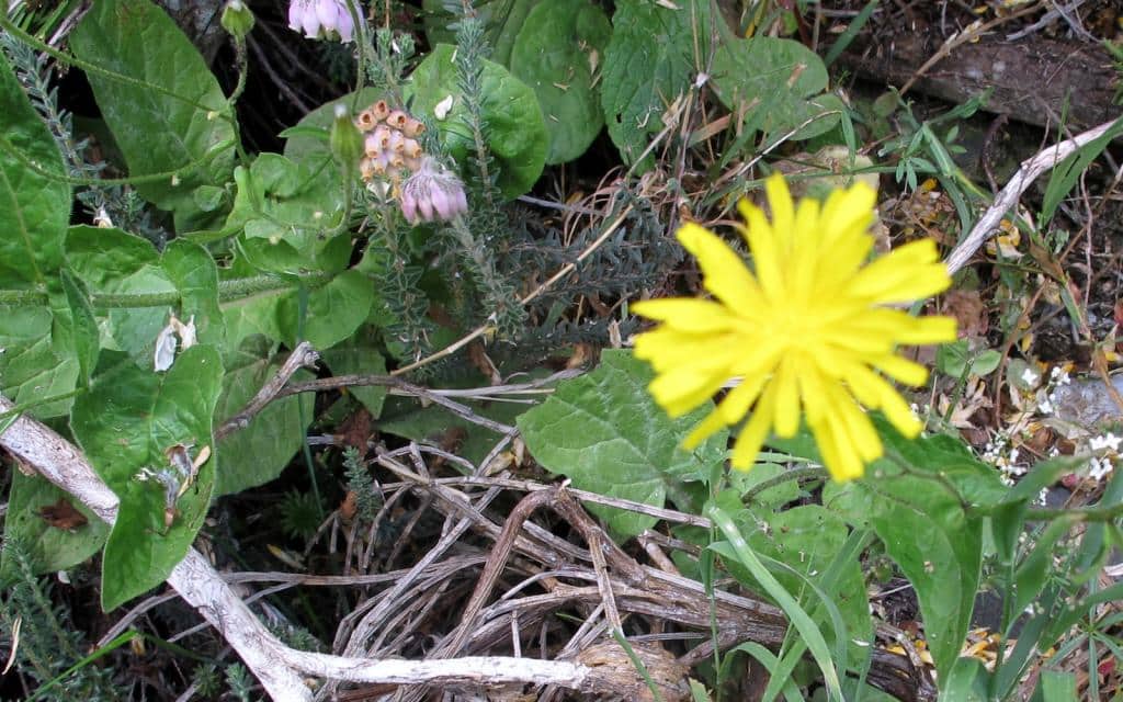 Imagen de Lapsana communis L.