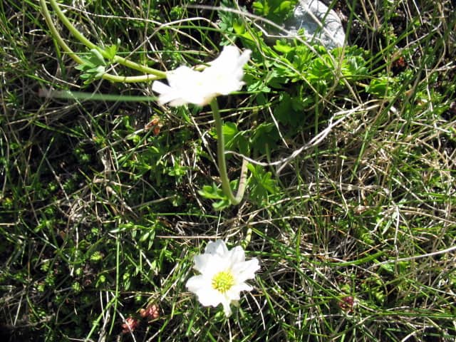 Imagen de Anemone pavoniana Boiss. subsp. cantabrica