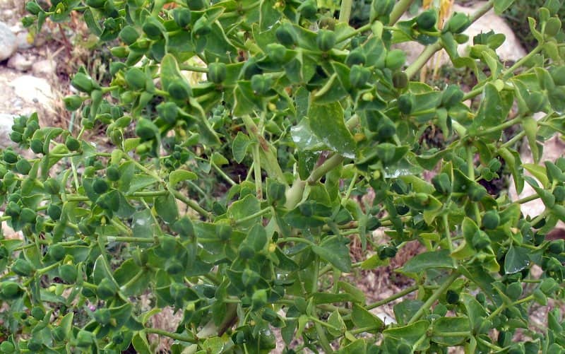 Imagen de Euphorbia lagascae Spreng