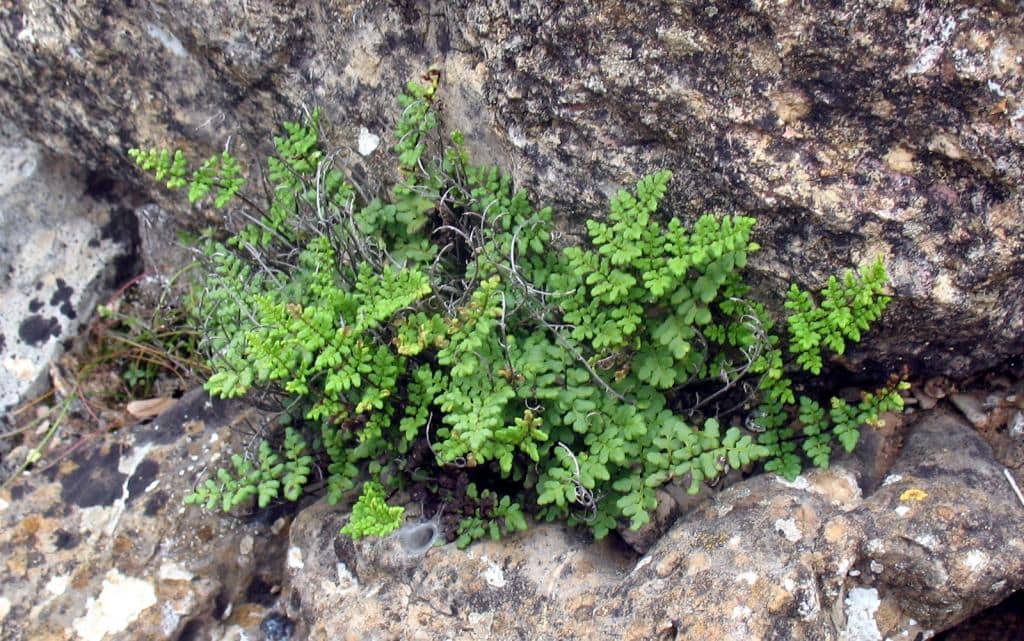 Imagen de Cheilanthes acrostica (Balb.) Tod.