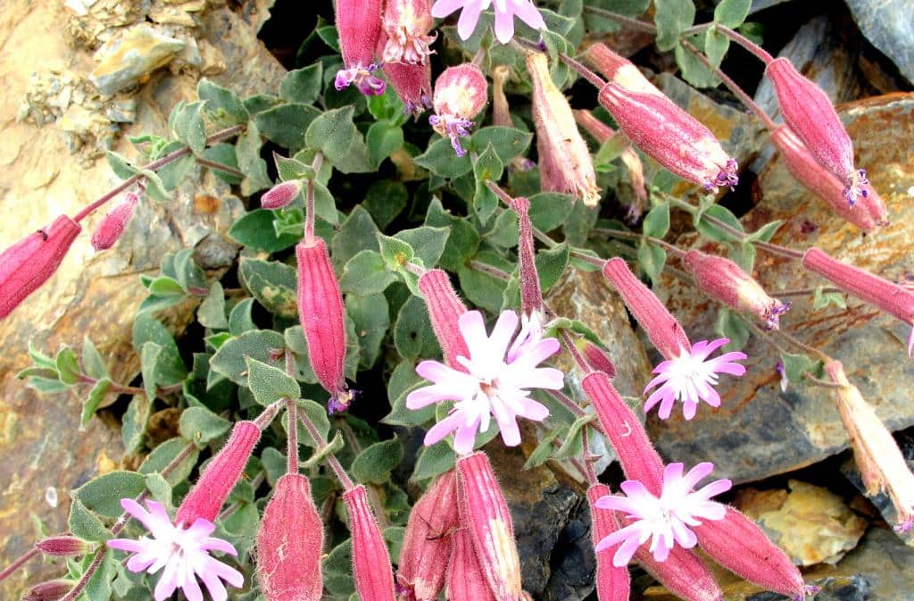 Imagen de Silene foetida Link subsp. gayana Talavera