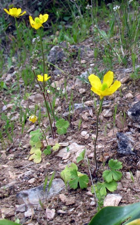 Imagen de Ranunculus spicatus Desf. subsp. blepharicarpos (Boiss.) Grau