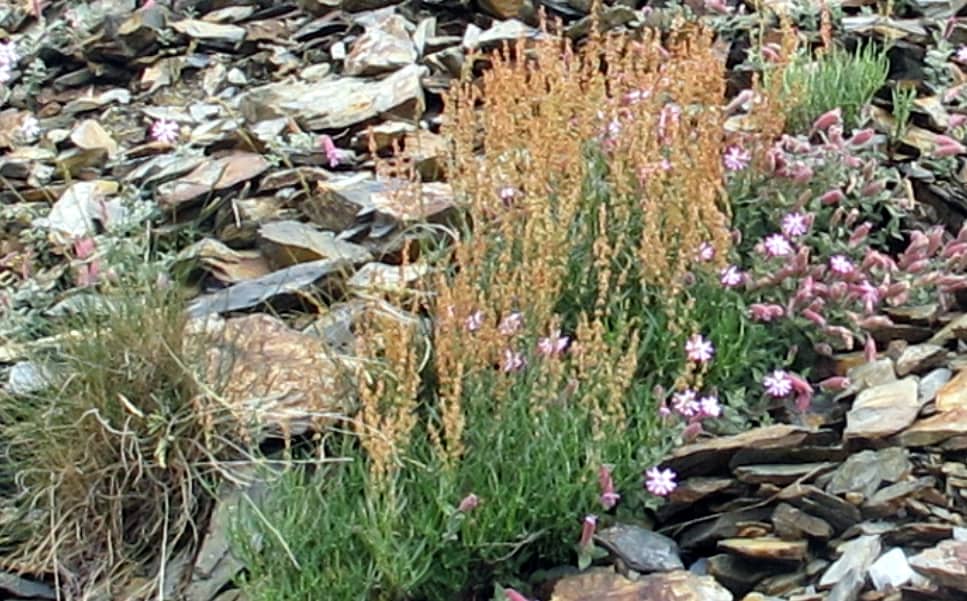 Imagen de Rumex suffruticosus J.Gay ex Willk.