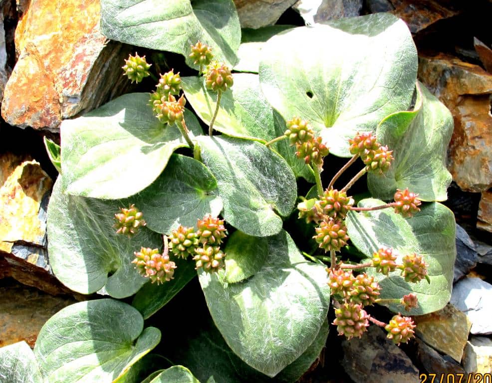 Imagen de Ranunculus parnassifolius L. subsp. cabrerensis Rothm.