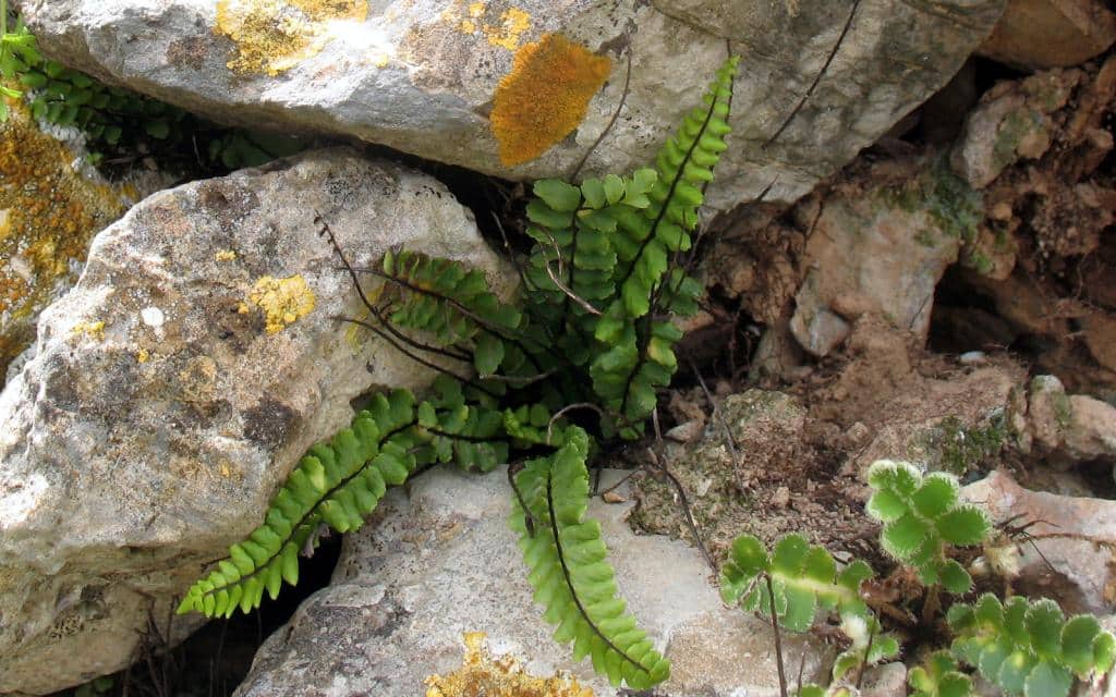 Imagen de Asplenium azomanes