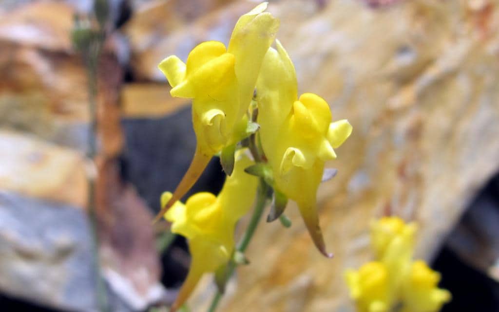 Imagen de Linaria supina Chaz