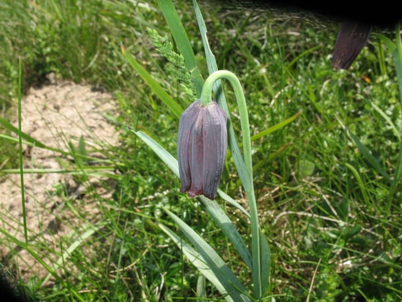 Imagen de Fritillaria pyrenaica L.