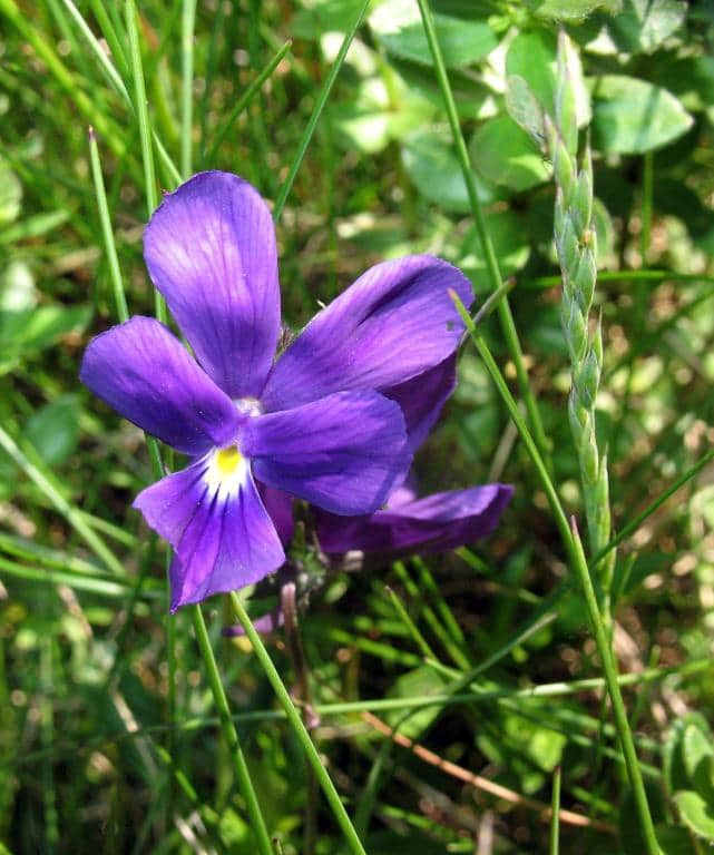 Imagen de Viola bubanii Timb.-Lagr. (palentina Losa)