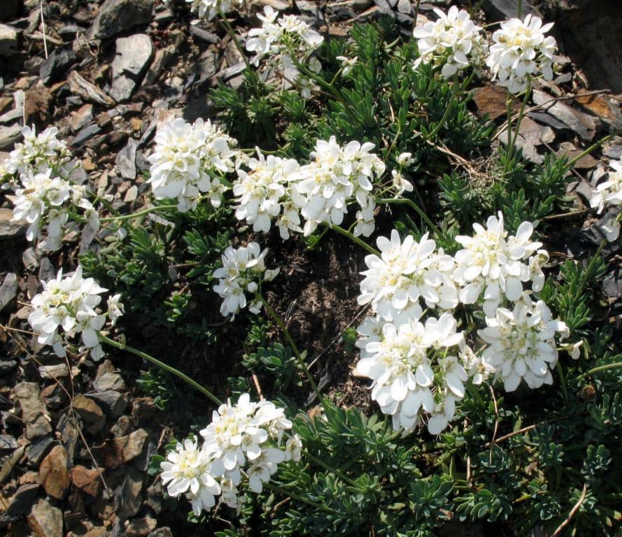 Imagen de Teesdaliopsis conferta (Lag.) Rothm.