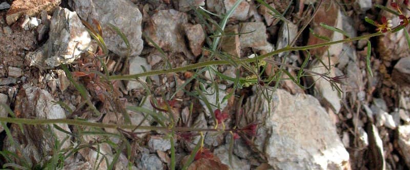 Imagen de Cleome violacea L.