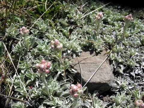Imagen de Antennaria dioica (L.) Gaertn.
