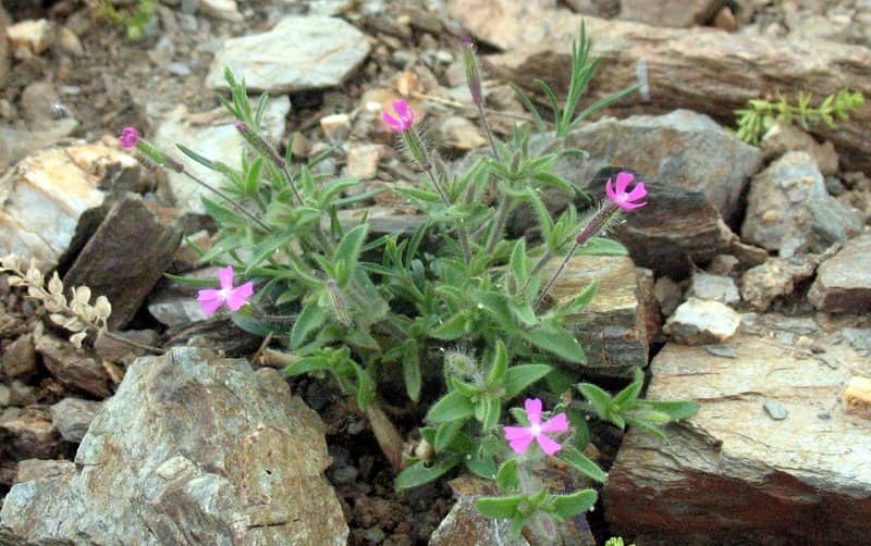 Imagen de Silene aellenii Senen