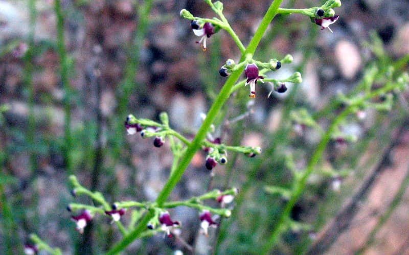 Imagen de Scrophularia canina L. ?