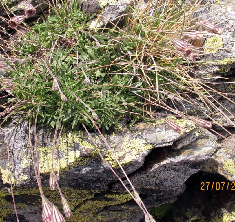 Imagen de Silene scabriflora Brot.