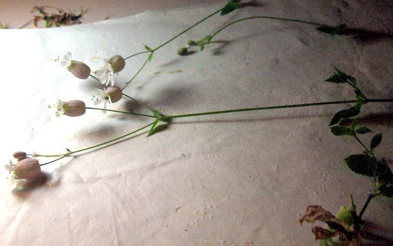 Imagen de Silene vulgaris (Moench) Garcke