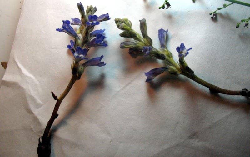 Imagen de Orobanche mutelli F.W. Schultz