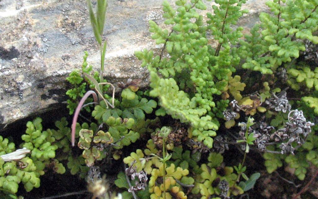 Imagen de Cheilanthes acrostica (balbis) Tod (maderensis Lowe?)