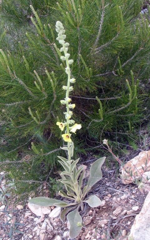 Imagen de Verbascum nevadense Boiss. ?