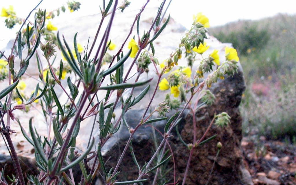 Imagen de Helianthemum syriacum (Jacq) Dum. Cours.