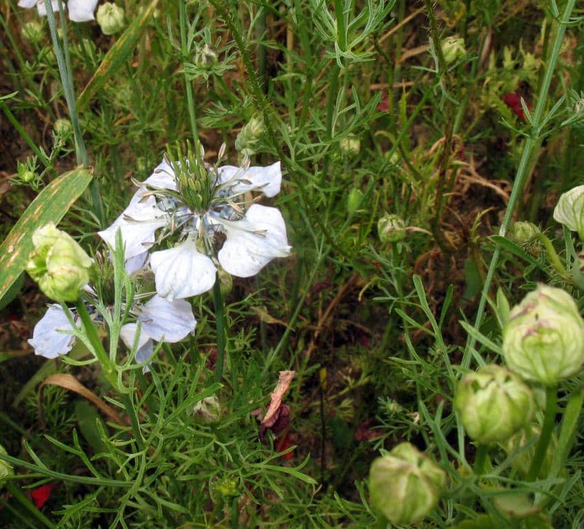 Imagen de Nigella gallica Jord.