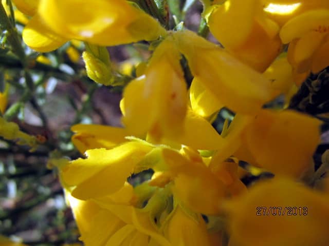 Imagen de Genista ( obtusiramea J. Gay ex Spach)