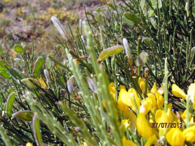Imagen de Cytisus balansae (boiss) Ball. subsp. var. europeus G. López & E. Jarvis