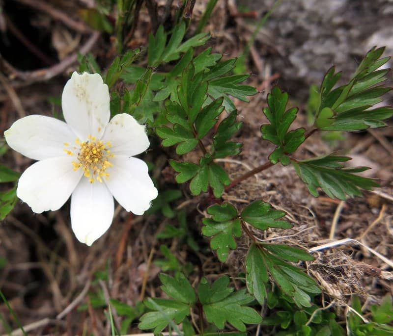 Imagen de Pulsatilla alpina (L.) Delarbre subsp. cantabrica Laínz