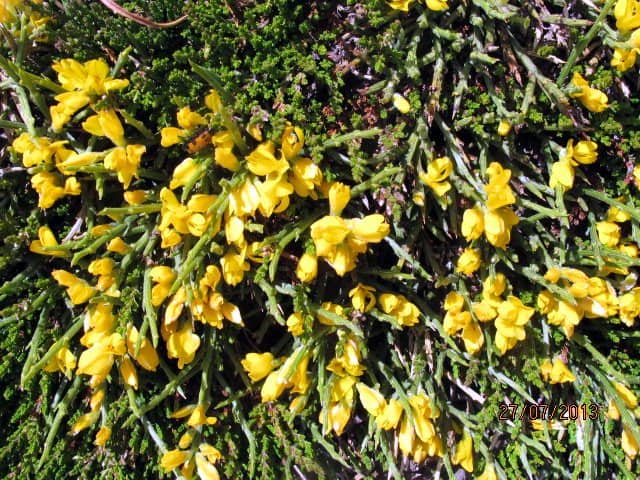 Imagen de Genista sanabrensis Valdes Berm., Castrov.& Casaseca