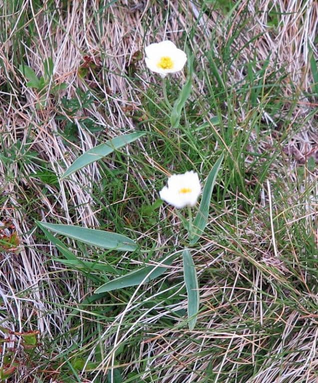 Imagen de Ranunculus amplexicaulis L.