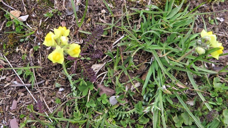 Imagen de Linaria supina (L.) Chaz subsp supina