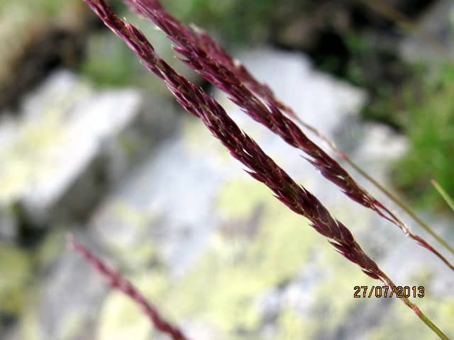Imagen de Festuca (festuca espiga rojiza)