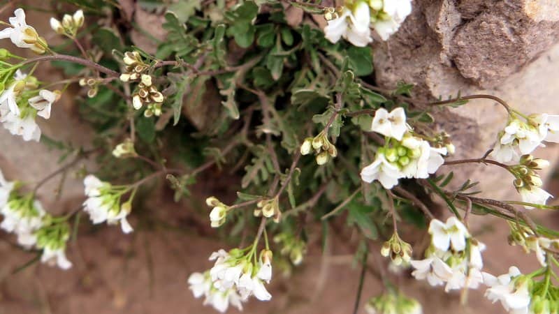 Imagen de Murbeckiella pinnatifida (Lam.) Rothm.