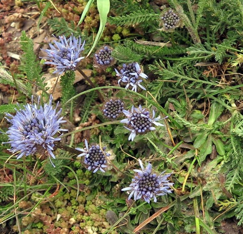 Imagen de Jasione laevis Lam.