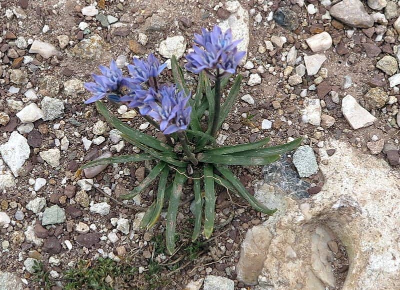 Imagen de Scilla verna Huds. subsp. verna