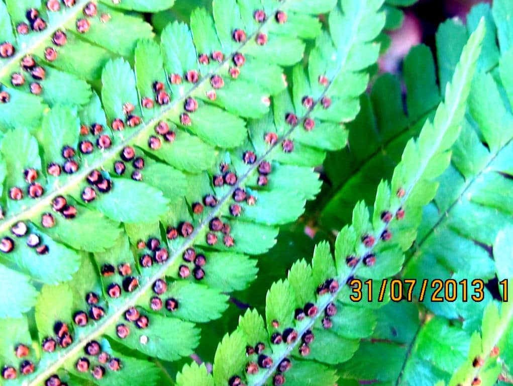 Imagen de Dryopteris