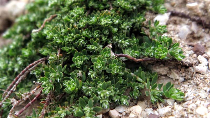 Imagen de Paronychia polygonifolia (Vill.) DC. in Lam. & DC. var. velucensis)