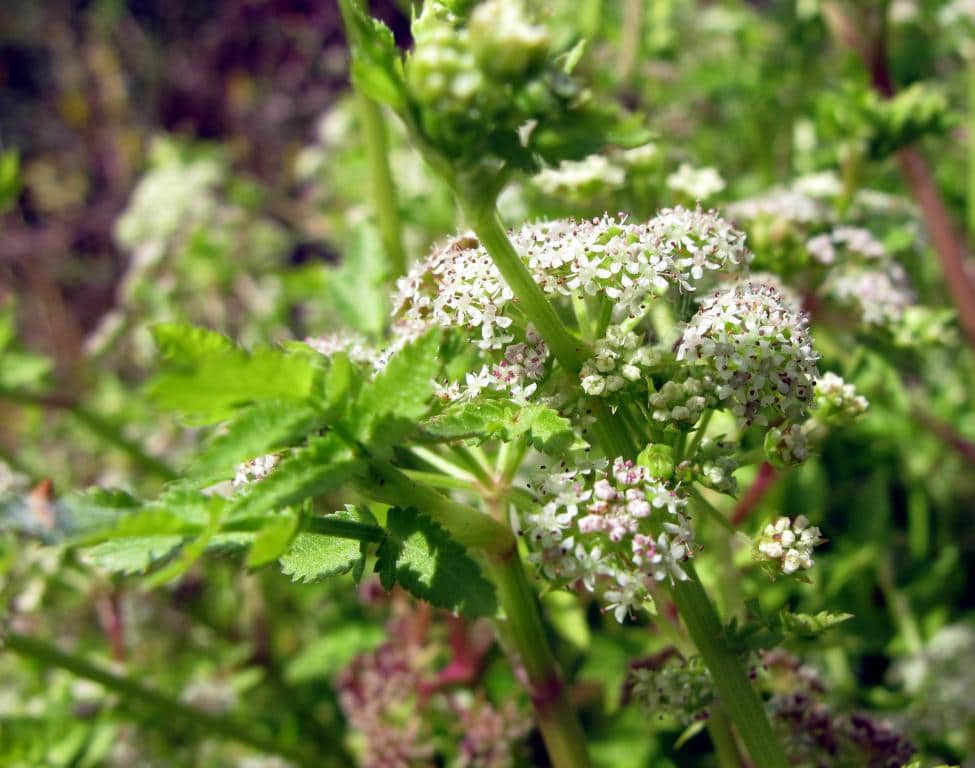Imagen de Apium nodiflorum (L.) Lag.
