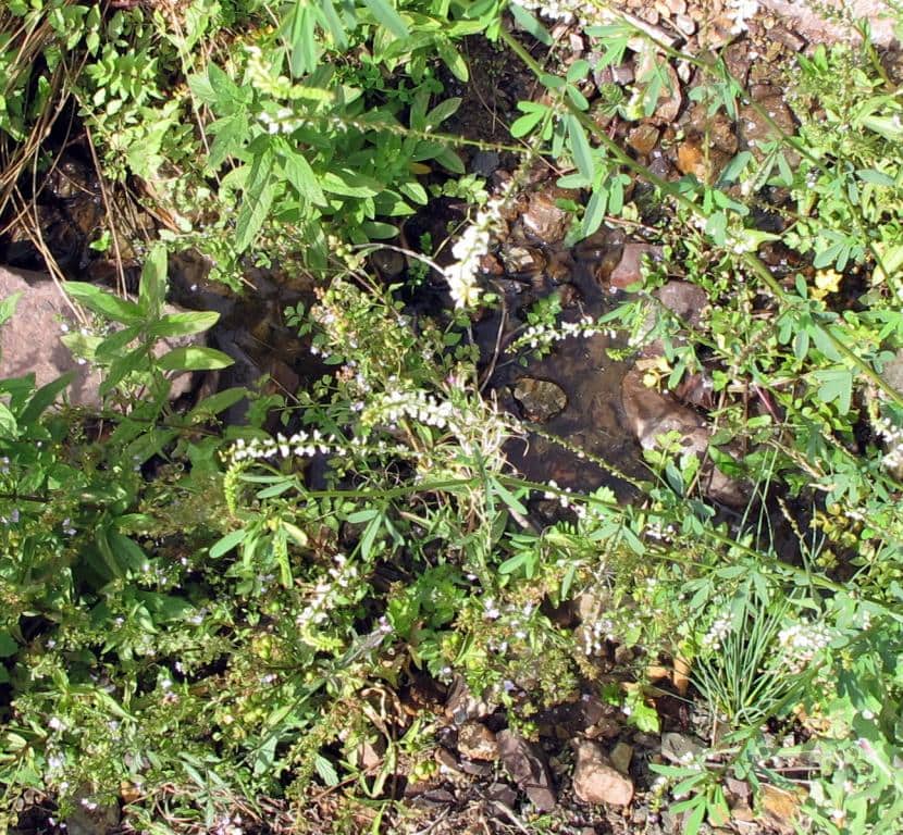 Imagen de Melilotus albus Medik.