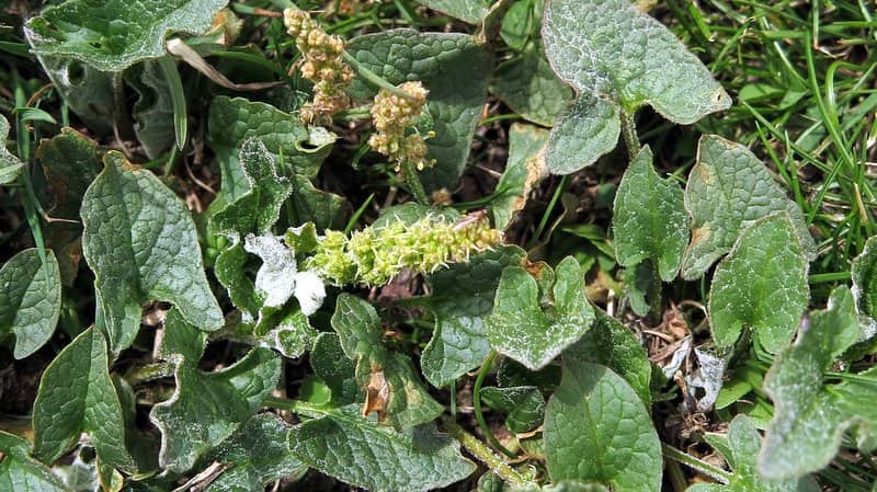 Imagen de Chenopodium bonus-henricus L.